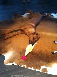 20110806_Makakadi_Der Gockerler ist tot_0420